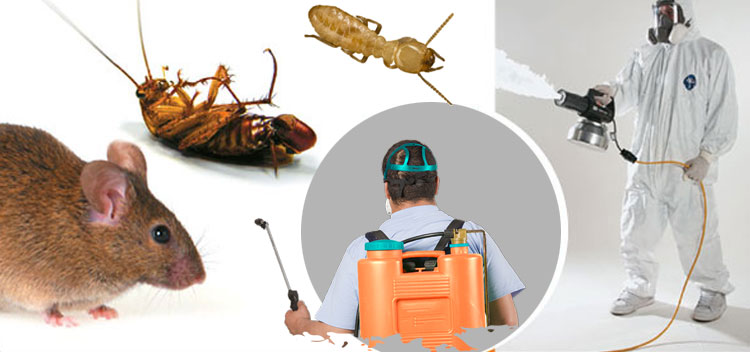 شركة مكافحة الحشرات المنزلية بالرياض