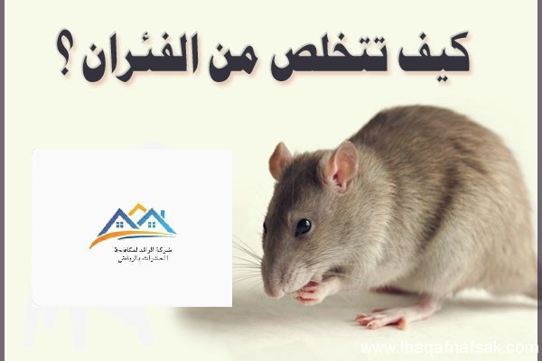 مكافحة الفئران في الرياض
