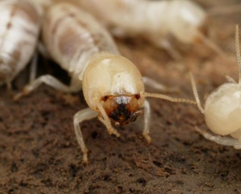 طرق مكافحة النمل الابيض بالرياض