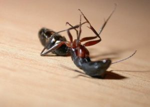طرق التخلص من النمل 