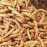 شركة مكافحة ديدان